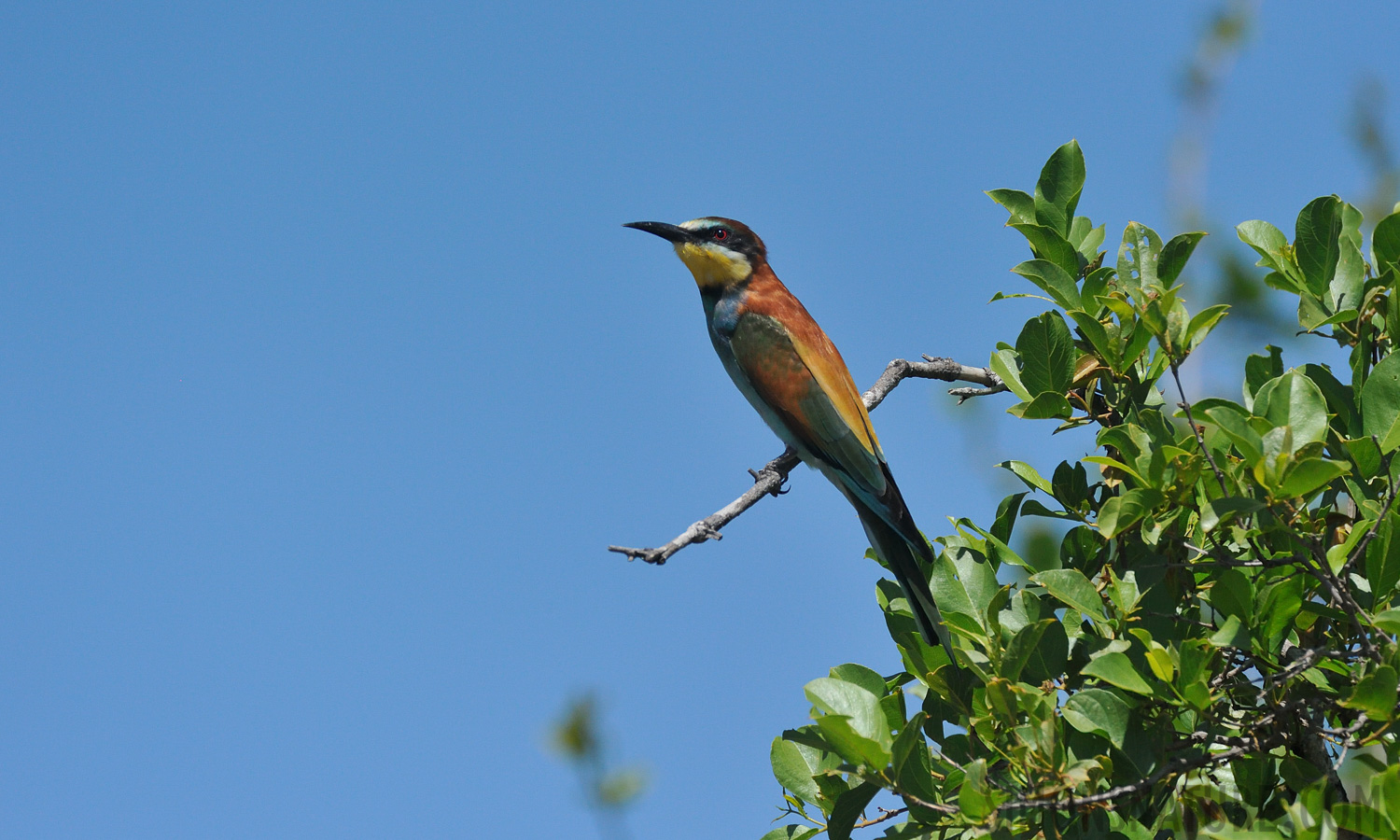Merops apiaster [550 mm, 1/5000 sec at f / 8.0, ISO 1600]